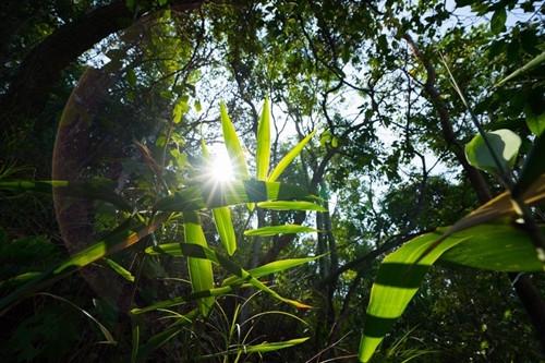 彩农茶｜易武2018秋纯料石磨青饼 商品图2