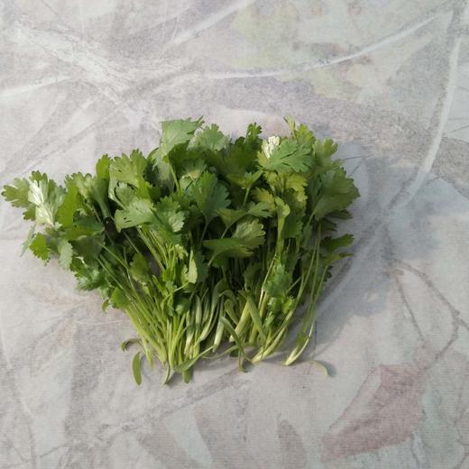香菜 商品图0