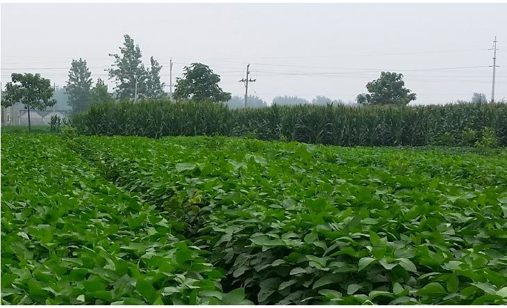 涡阳黄豆380g2大罐好产地种出的好黄豆豆浆香醇煲汤软糯