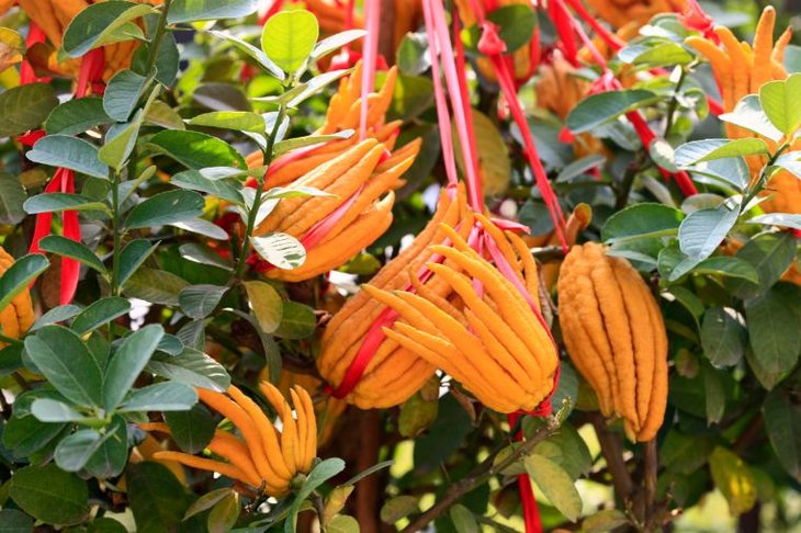 【买2送1同款】佛手凉果 | 果肉q韧清凉爽口,多味食材配伍.