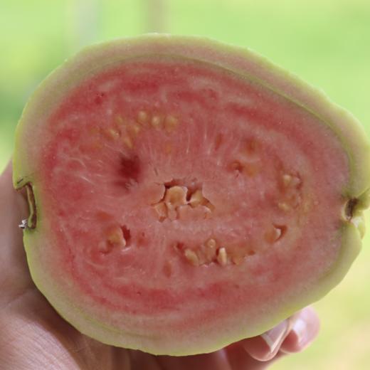 有机胭脂红番石榴（甜度不足，预售）| 绿家自产 * Organic Carmine guava（not enough sweet） | Self-production 商品图0