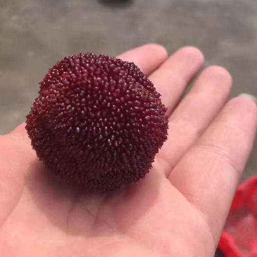 空运真空杨梅，肉厚娇嫩纯甜爽口，入口的瞬间有种全身毛孔大开的舒爽的感觉～一口爆汁！ 商品图13