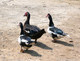 603洋鸭1只 毛重至8斤