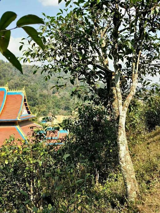 彩农茶｜老曼峨2017头春古树纯料青饼 商品图8