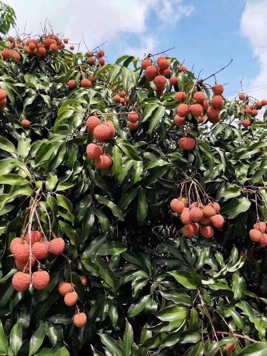 仙进奉荔枝 果大皮薄 鲜甜可口【2.8斤净果】 商品图3