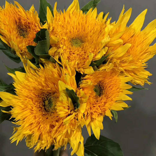 重瓣向日葵（泰迪） 商品图1