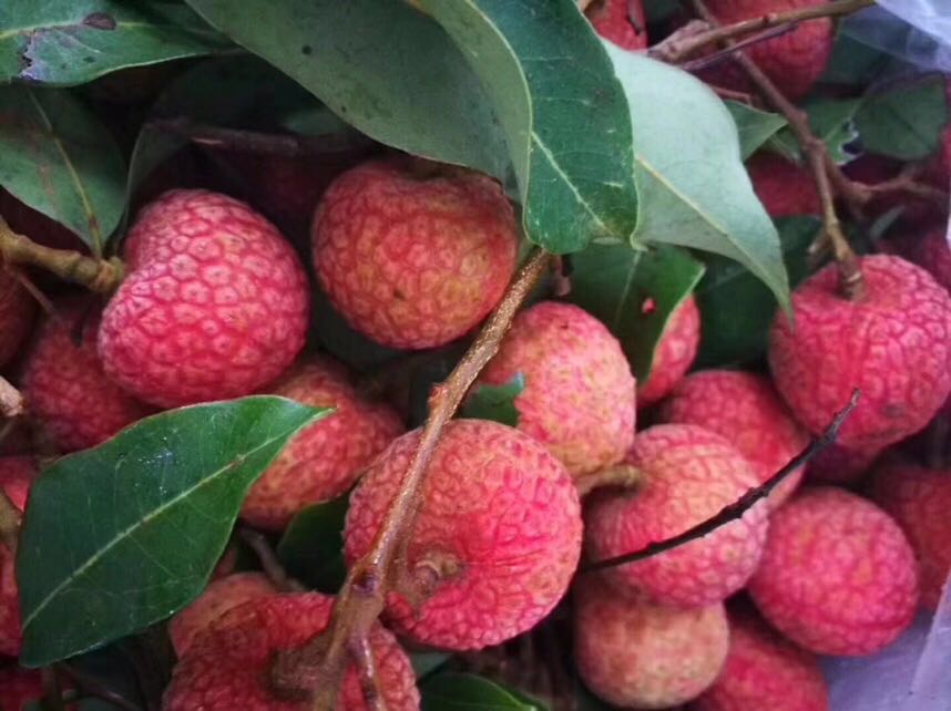 仙进奉荔枝 果大皮薄 鲜甜可口【2.8斤净果】