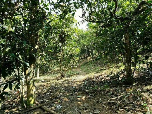 彩农茶｜老曼峨2017头春古树纯料青饼 商品图7