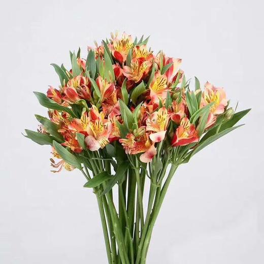 cj海盛六出花水仙百合橙色50公分10支特惠