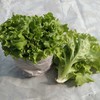 绿生菜 商品缩略图0