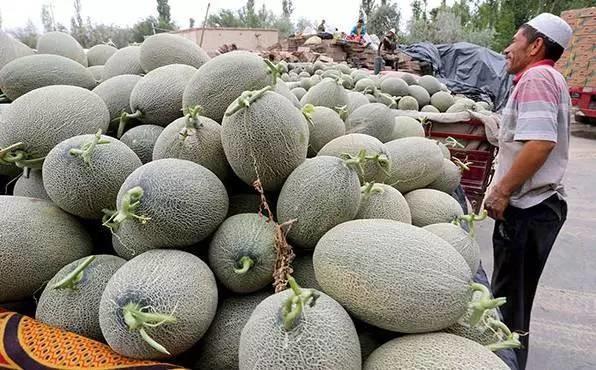 【特别推荐】新疆香妃小蜜,大口畅吃甜到心里 ,椭圆的蜜瓜厚实饱满