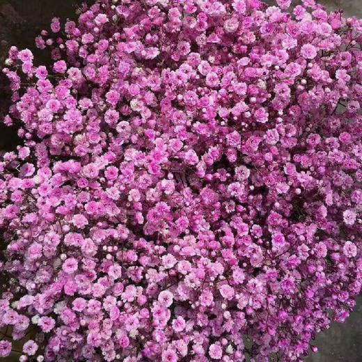 千万星--吸色·粉色 商品图1