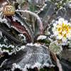 【粮药LY】  霜打蒲公英根茶 长白山蒲公英根茶 婆婆丁花茶 200g超大装RM 商品缩略图5