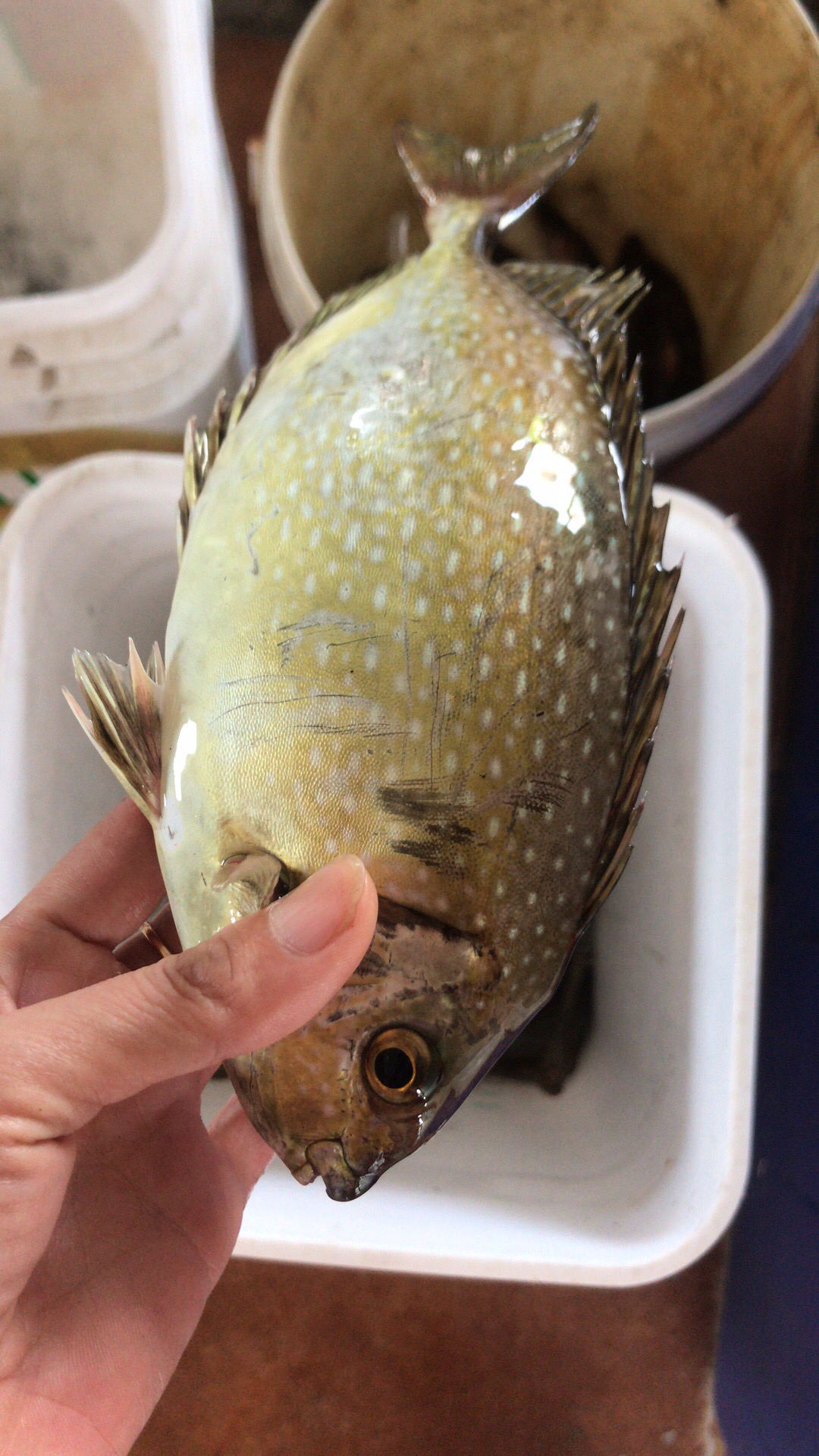 【海鲜任意3斤起购】东山海鲜飞鼓鱼 | 超活力 煲酸梅 有一股独特的