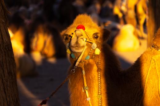 【宁夏内蒙】西夏王陵•西部影视城•巴丹吉林沙漠•奥伦布拉格大峡谷•额济纳旗•黄河羊皮筏子6/8天星空摄影团 商品图1