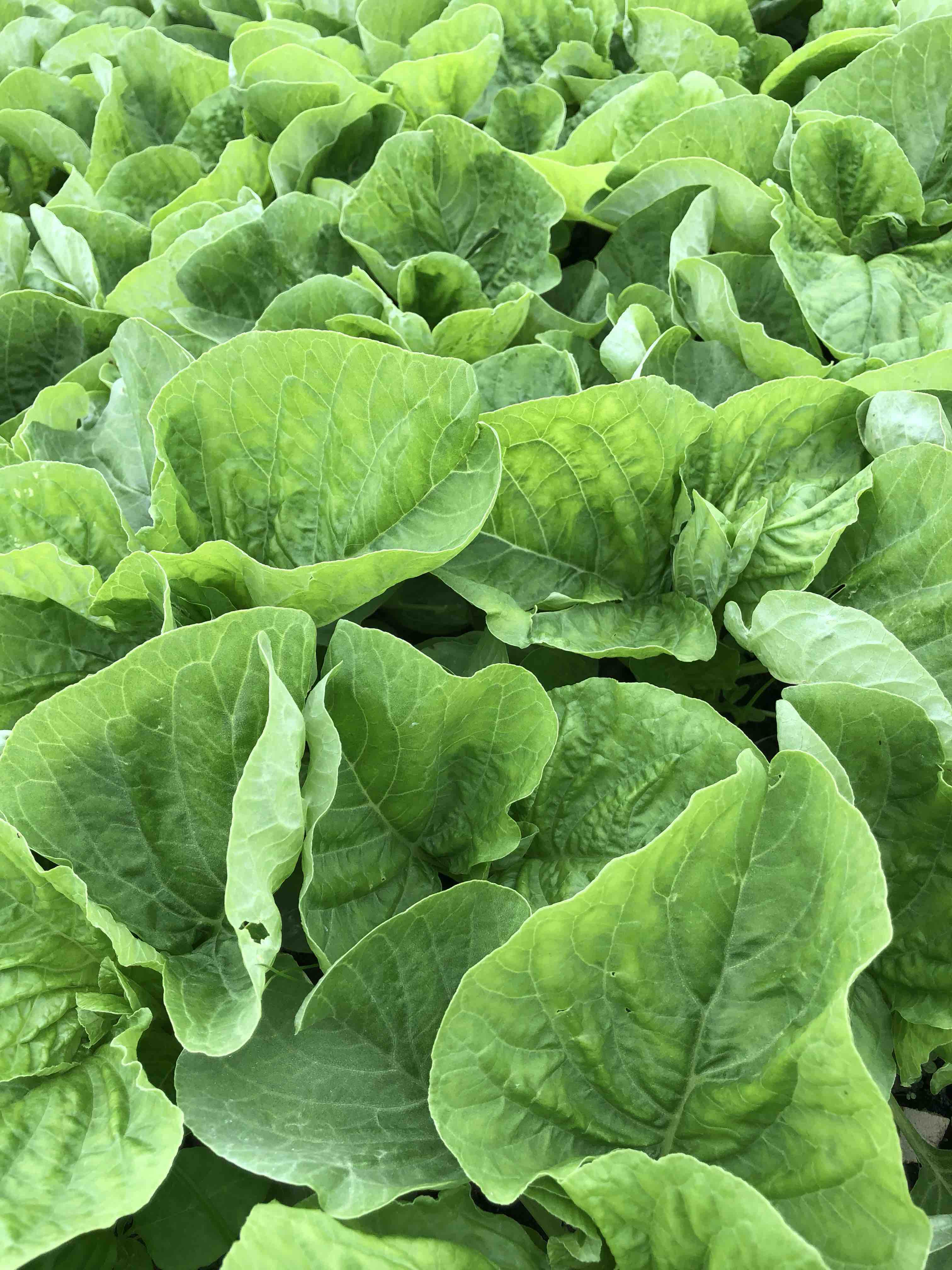 原生态青觅菜500克 - 土潮农原生态有机农产品