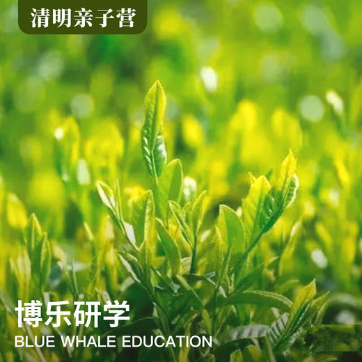 2020年清明亲子营，3天3晚 | 阳春三月下江南，挖笋采茶正当时！ 商品图0