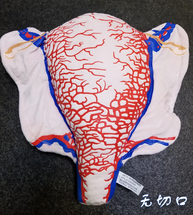 顺丰速发【医教模型】现货：无切口型——妊娠子宫二维血管构造软体模型