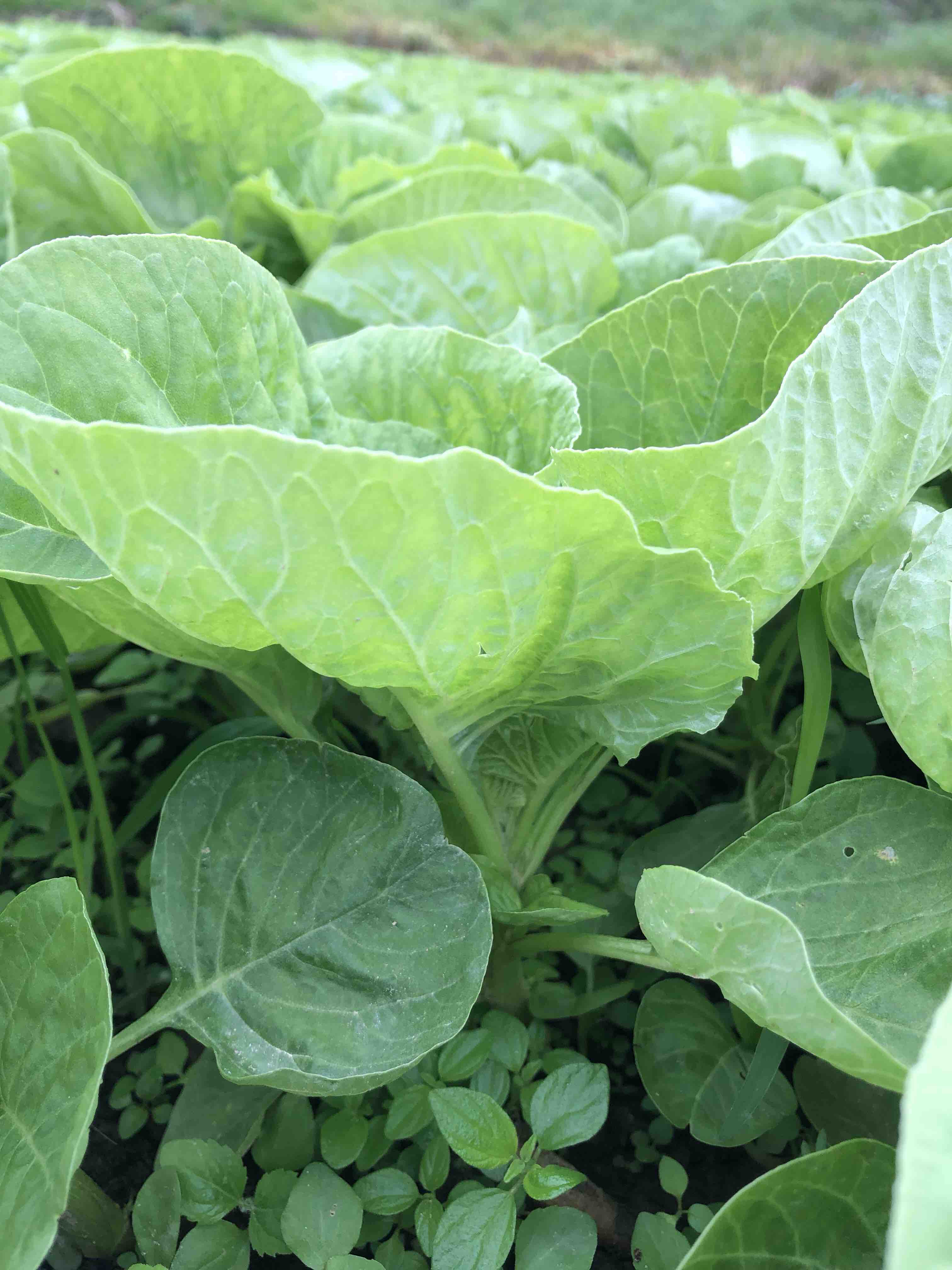 原生态青觅菜500克