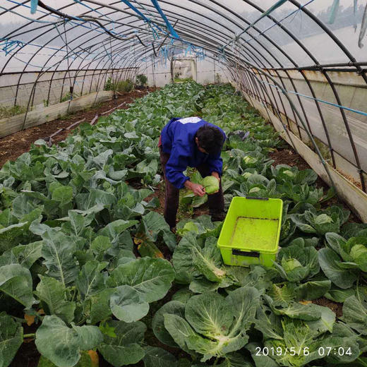 青甘蓝 商品图3