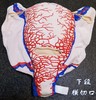 【顺丰速发】6种现货：妊娠子宫二维血管构造软体模型（多切口可选） 商品缩略图1