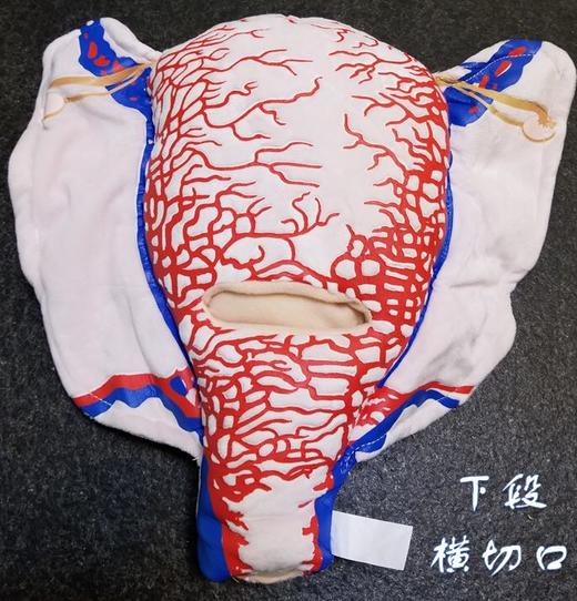 【顺丰速发】6种现货：妊娠子宫二维血管构造软体模型（多切口可选） 商品图1