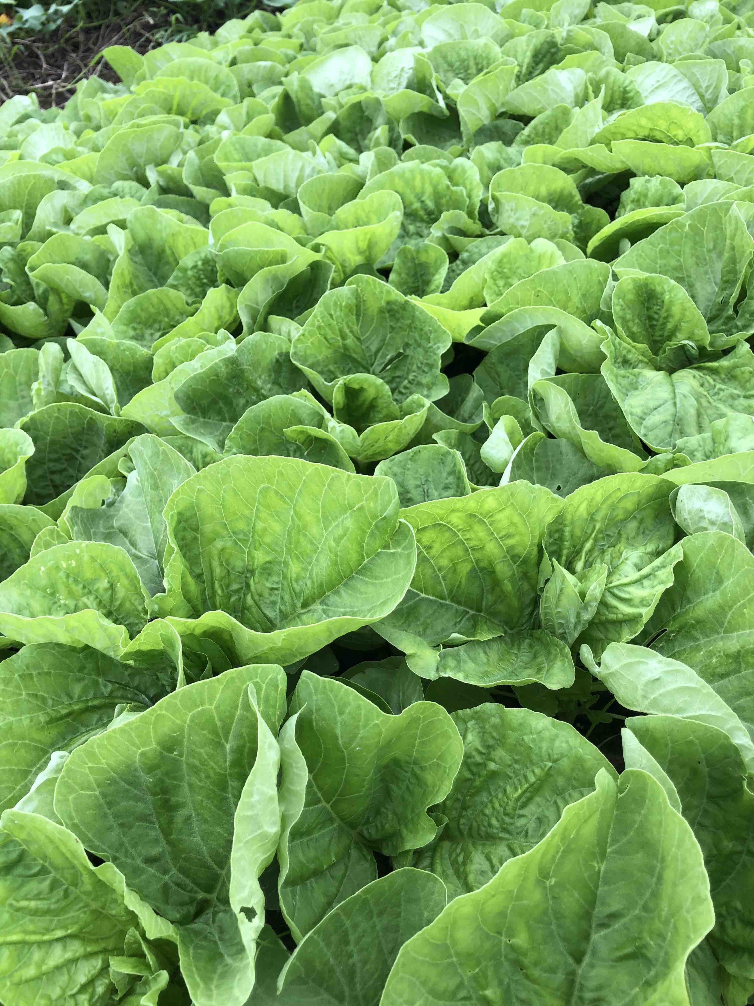 原生态青觅菜500克