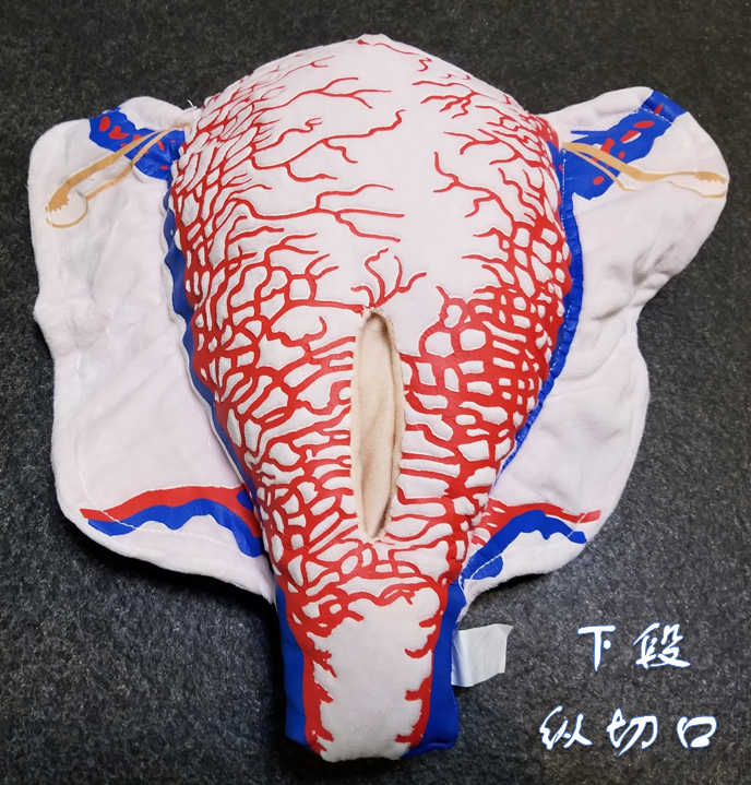 顺丰速发【医教模型】现货：下段纵切口——妊娠子宫二维血管构造软体模型