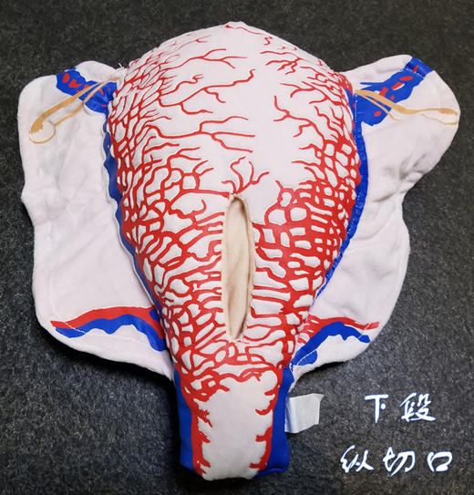 顺丰速发【医教模型】现货：下段纵切口——妊娠子宫二维血管构造软体模型 商品图0