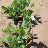 农家豌豆尖  生态种植  每日现摘  新鲜脆嫩  豆香浓郁  200g 商品缩略图1