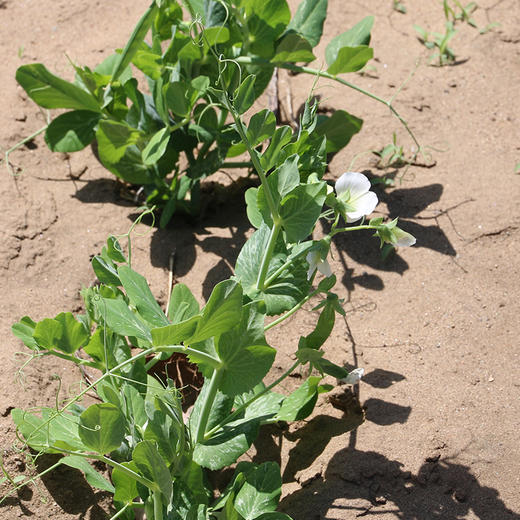 农家豌豆尖  生态种植  每日现摘  新鲜脆嫩  豆香浓郁  200g 商品图1