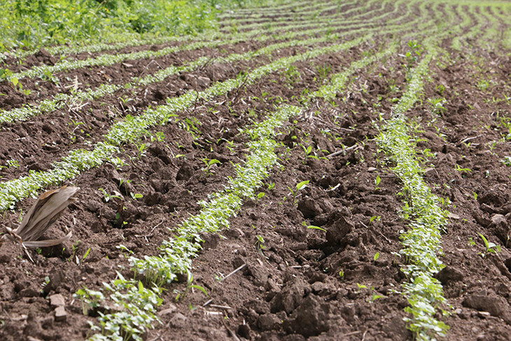 自己没种苏子的时候只留意它的香气,自己种植以后开始关心,没事就到地