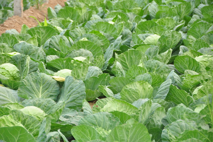 凤归巢 圆白菜 约3.5kg 卷心菜 河北基地直发