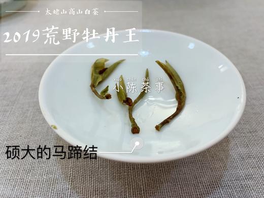 2019荒野牡丹王，独坐幽篁里的雅淡疏狂！ 商品图14