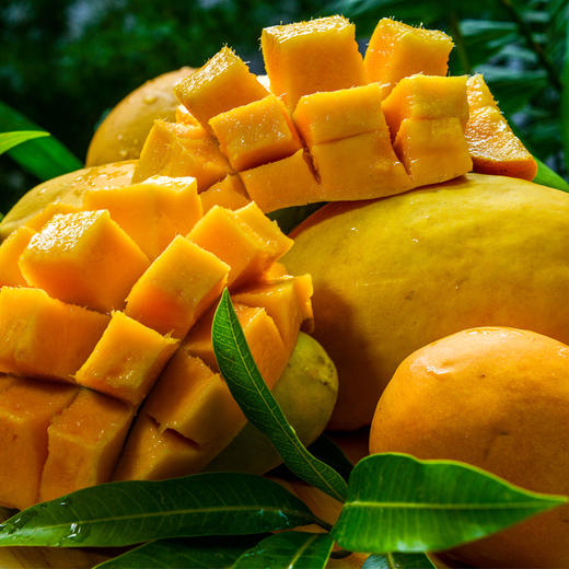 买5斤送1斤鹰嘴芒 云南 圣德龙芒果 甜润到心 肉厚核小 芒果香气十足