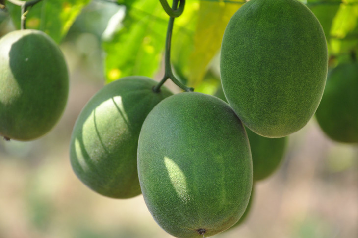 书香茶香罗汉果十八颗一箩湖南新田特产