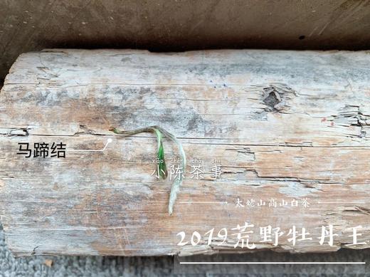 2019荒野牡丹王，独坐幽篁里的雅淡疏狂！ 商品图3