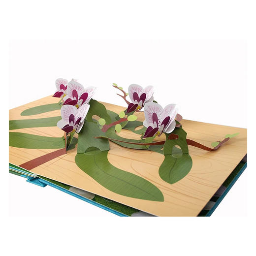 纸上生花高端文艺礼品书乐乐趣绘本立体书花愿适读年龄3原价198元