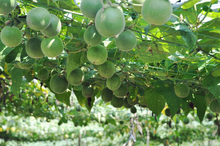 书香茶香罗汉果十八颗一箩湖南新田特产