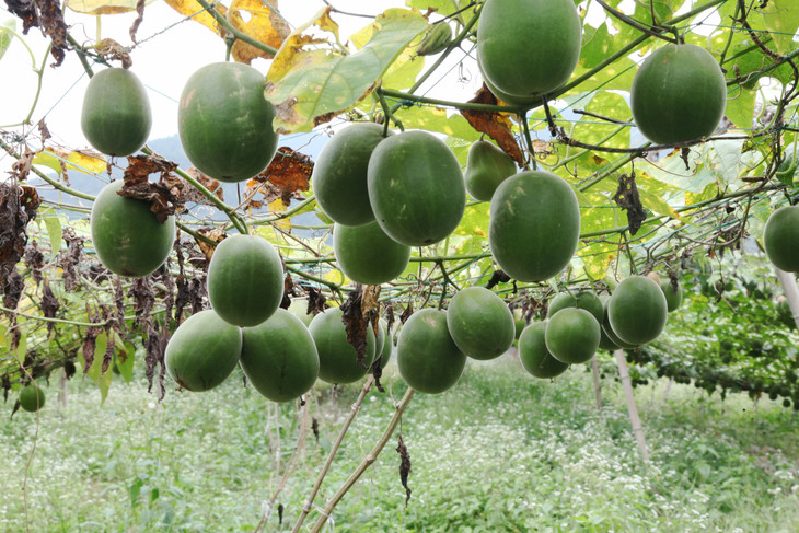 书香茶香罗汉果十八颗一箩湖南新田特产