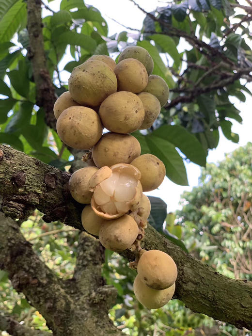 泰国龙宫果 商品图3