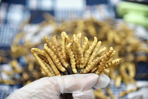 青海 鲜虫草10条装 滋补名草 按下单顺序发货 商品图5