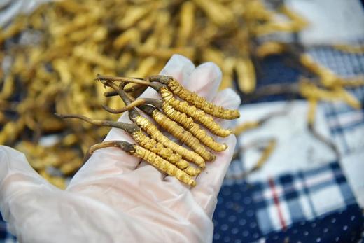 青海 鲜虫草10条装 滋补名草 按下单顺序发货 商品图4