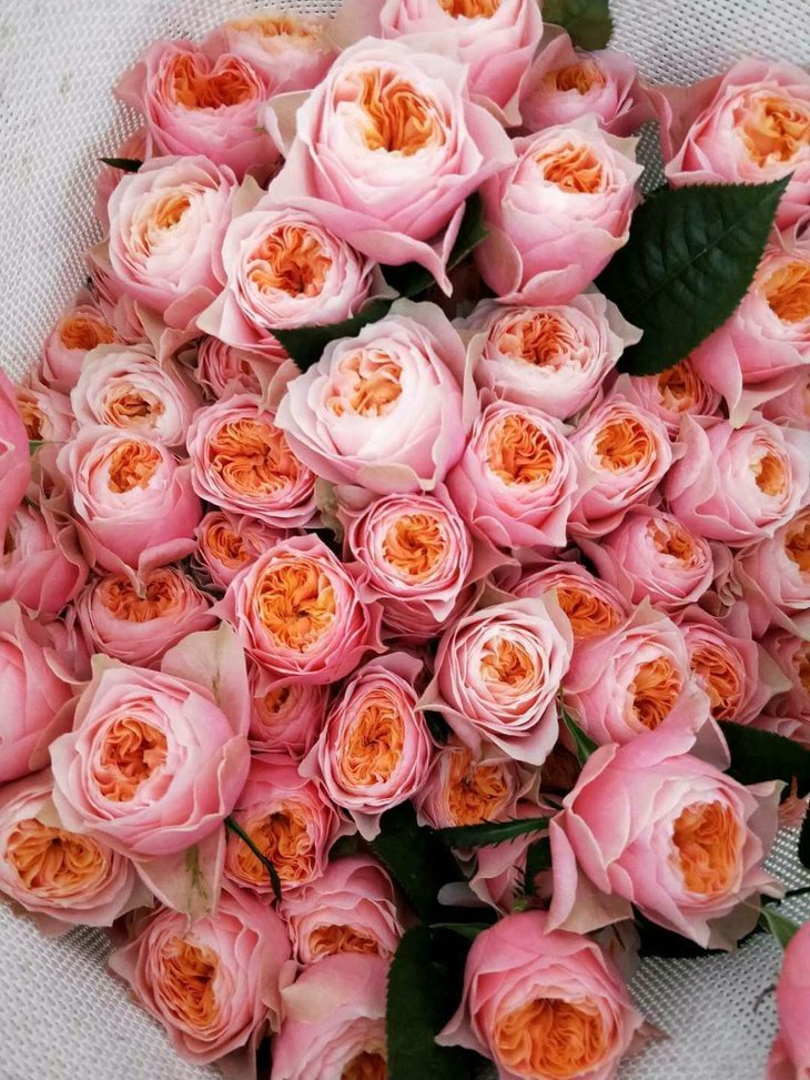 方德荷冠系列:a级(55公分)多头玫瑰:桃花笺or单头凤凰(星荷),中通