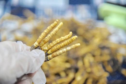 青海 鲜虫草10条装 滋补名草 按下单顺序发货 商品图6