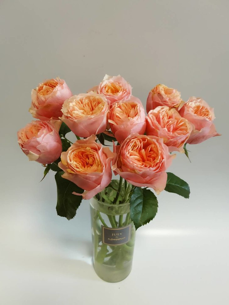 方德荷冠系列:a级(55公分)多头玫瑰:桃花笺or单头凤凰(星荷),中通