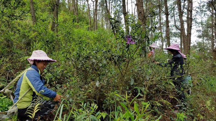 茶香记 荒野牡丹散2019年 福鼎白茶 管阳 高山茶 荒野气息 毫香明显