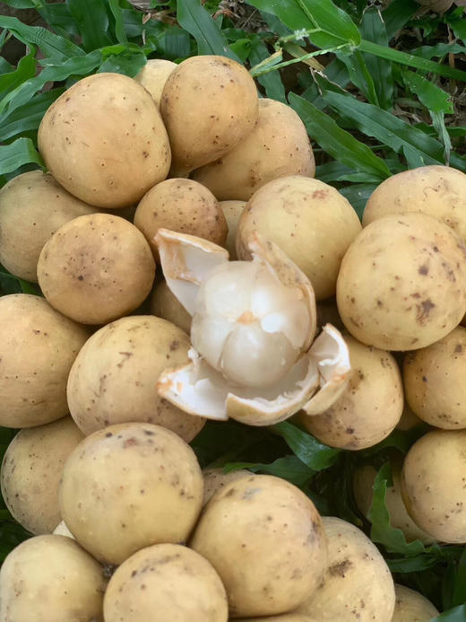 泰国龙宫果 商品图4