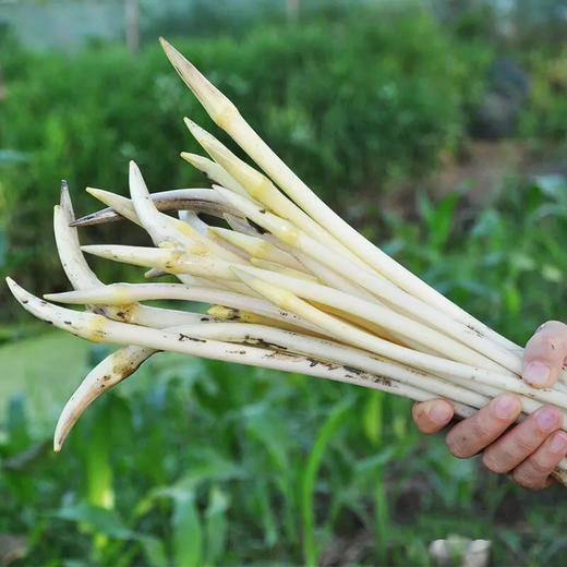 【下单后48小时左右发货】湖北 荆州 洪湖青泥巴 藕带2斤装左右 商品图10