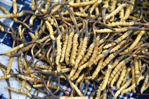 青海 鲜虫草10条装 滋补名草 按下单顺序发货 商品图3